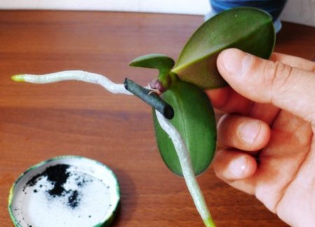 Пересадка орхідеї - полив і догляд в домашніх умовах після пересадки
