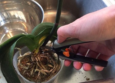 Пересадка орхідеї - полив і догляд в домашніх умовах після пересадки