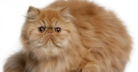 Персидська кішка - опис породи, характер