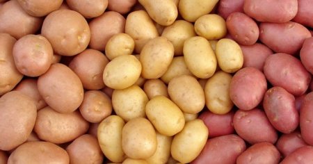 Сорти картоплі - які сорти найсмачніші і врожайні, кращі ранні і пізні сорти