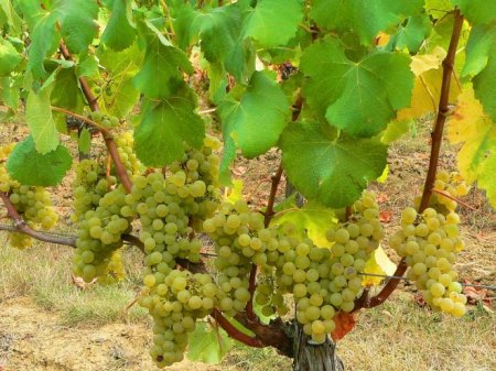 Сорти винограду - опис, найкращі ранні сорти для вина і ринку
