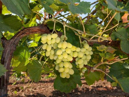Сорти винограду - опис, найкращі ранні сорти для вина і ринку