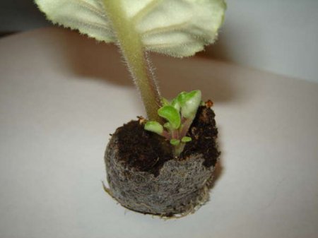 Торф'яні таблетки для розсади, як користуватися - посадка, вирощування розсади