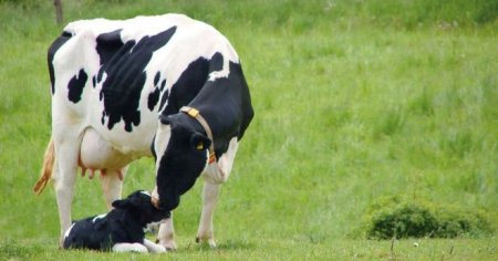 Голштинська порода корів - характеристика і опис, недоліки та особливості породи