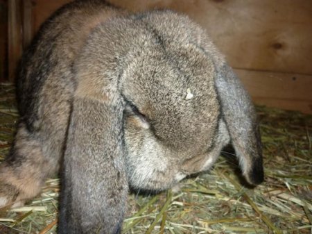 Кролик висловухий баран - опис породи, догляд і утримання