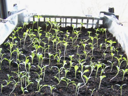 Однорічні флокси - вирощування з насіння, коли садити на розсаду, посів і пікіровка