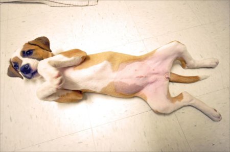Оваріогістеректомія собаки: показання до проведення операції та в післяопераційний період