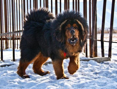 Великі породи собак - топ 10 найбільш великих собак у світі, опис порід