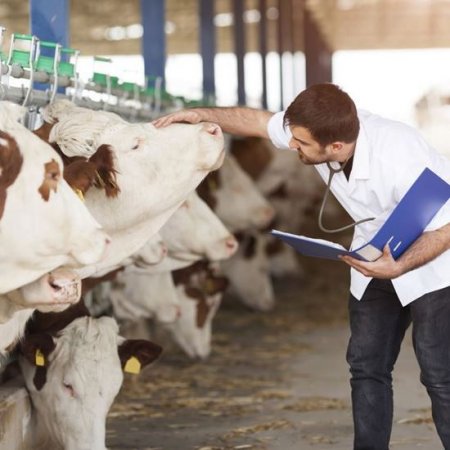 Випадання матки у корів після отелення: причини і лікування