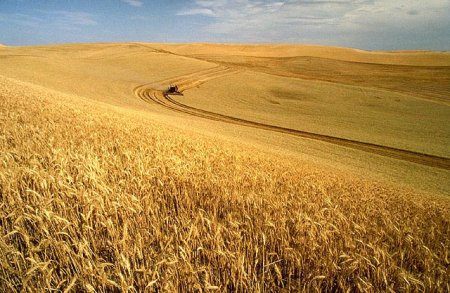 Батьківщина пшениці: основні гіпотези
