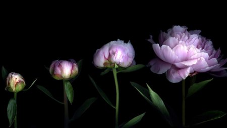 Блакитна хризантема: опис, особливості та відгуки