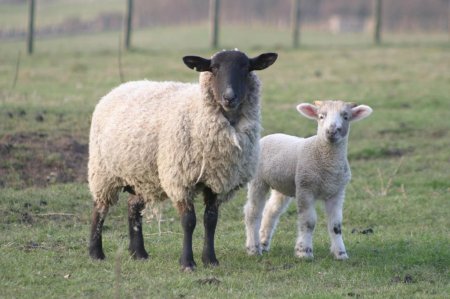 Ценуроз овець: опис, симптоми, лікування та профілактика