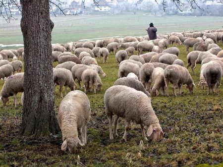 Ценуроз овець: опис, симптоми, лікування та профілактика