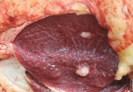 Цистицеркоз ВРХ: причини, симптоми, лікування та профілактика Цистицеркоз ВРХ: причини, симптоми, лікування та профілактика
