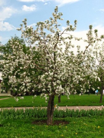 Діаметр крони яблуні: опис видів, сортів, розмірів та особливості