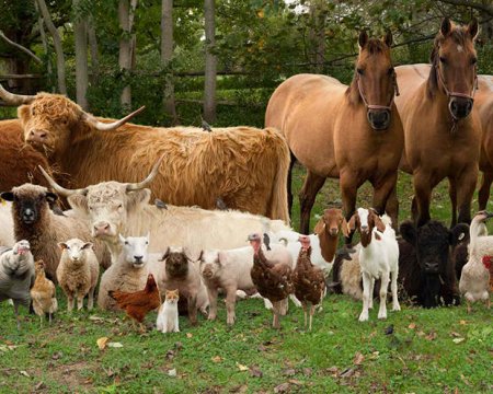 Група крові у тварин: домашніх і сільськогосподарських. Особливості переливання