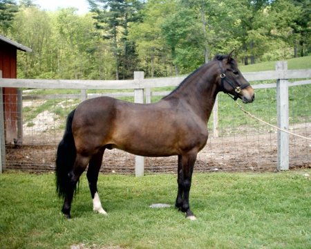 Кастрований кінь: визначення, назва, причини, особливості догляду та утримання мерина