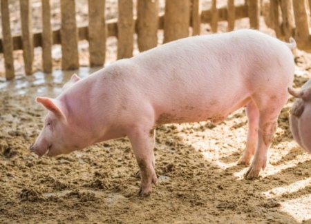 Порода свиней Ландрас - характеристика, годування і догляд в домашніх умовах