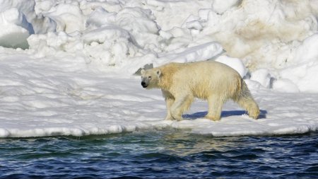Про грізних хижаків Арктики. Чому ні в якому разі не варто пробувати печінка білого ведмедя
