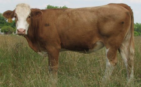 Симентал, порода корів: фото і опис, характеристики, плюси і мінуси породи