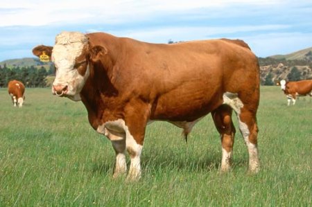 Симентал, порода корів: фото і опис, характеристики, плюси і мінуси породи