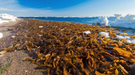 Як росте морська капуста і чи можна її їсти?