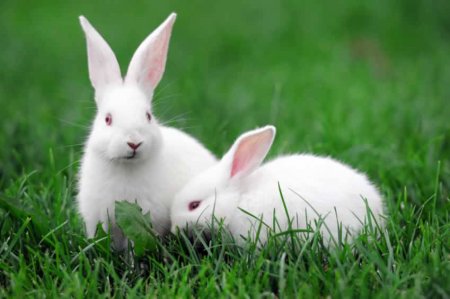 Як спіймати кролика: в городі, в террарии