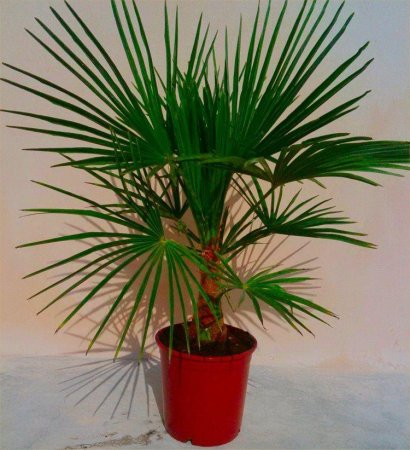 Кімнатні пальми: види рослини, як називаються, фото
