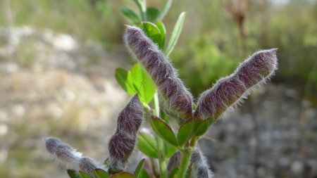  (Lupinus luteus):   ,   