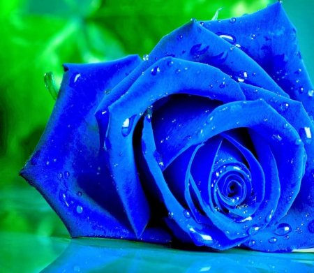 Синя роза - казка чи реальність? Бувають сині троянди в природі?