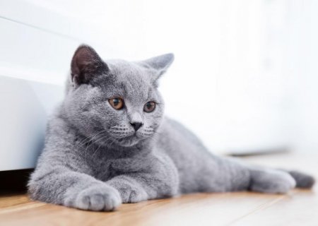 Клізма коту: опис методу, покрокова інструкція, поради ветеринарів