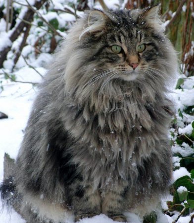 Норвезька лісова порода кішок: опис, характер, розміри, забарвлення