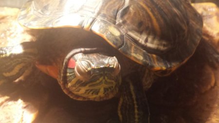 Опух очей у черепахи: причини і лікування