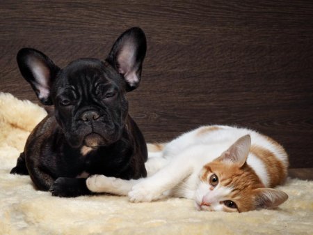 Взаємовідносини домашніх тварин. Чи існує дружба кішок і собак?