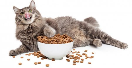 Як приготувати кішці корм: поради та рецепти