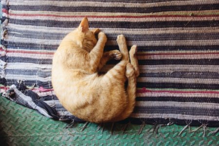 Як зробити коту клізму при запорі? Клізма коту: інструкція проведення процедури