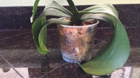 Білий наліт на орхідеї: опис з фото, захворювання, способи лікування і поради квітникарів