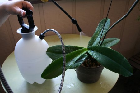 Білий наліт на орхідеї: опис з фото, захворювання, способи лікування і поради квітникарів