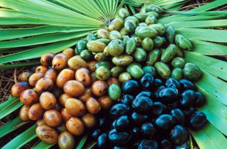Карликова пальма: опис, розмноження, догляд і корисні властивості