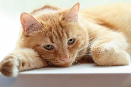 Противірусний препарат для кішок: призначення ветеринарів, форма випуску, особливості прийому, розрахунок дозування і склад препарату