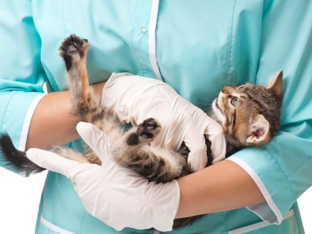 Противірусний препарат для кішок: призначення ветеринарів, форма випуску, особливості прийому, розрахунок дозування і склад препарату