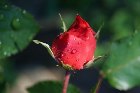 Розпустилися троянди: опис видів, причини не цвітіння, фото