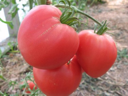 Великі сорти помідорів: огляд, опис, характеристики