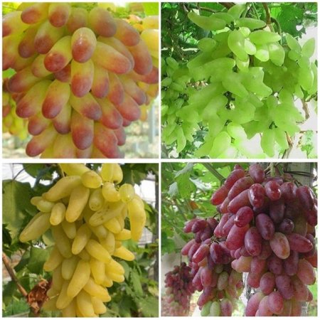 Виноград Манікюр Фінгер: опис сорту, характеристика, особливості вирощування