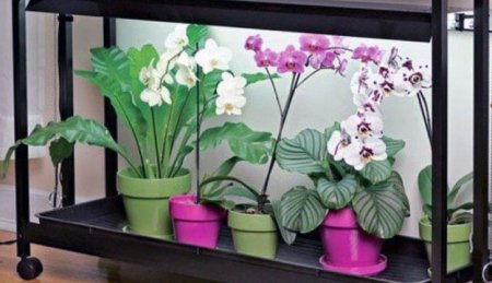 Як доглядати за квітами орхідеї в домашніх умовах: грунт, полив, добриво, хвороби та їх лікування
