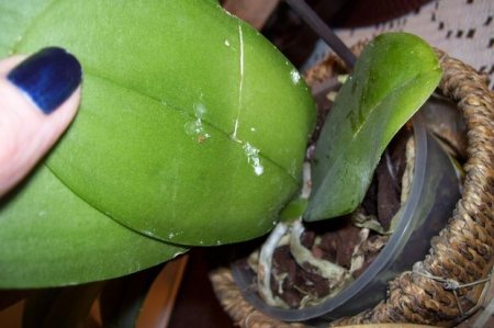 Як позбутися від попелиці на орхідеї в домашніх умовах?