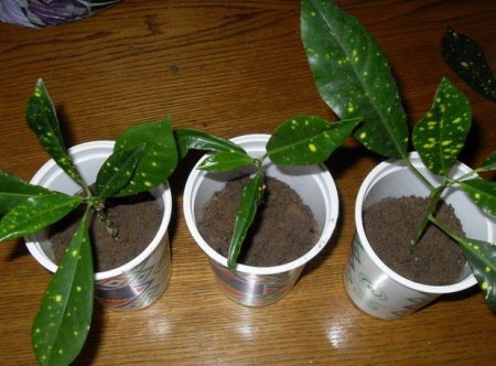 Як розмножити кротон: живці, повітряні відводи і насіннєве розмноження, правила і особливості догляду за квіткою